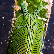 Image result for Ancylobothrys tayloris