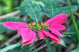 Image result for Euphorbia pulcherrima
