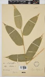 Image result for Olyra latifolia