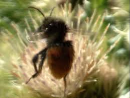 Image result for Bombus alpinus