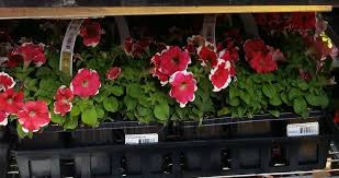 Flower deal of the week. Lowe S Vegetable Flower Sale In Store Thru 5 24