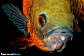 The common range is between 10 and 15 inches. The Ultimate Oscar Fish Care Guide 2021 Everything You Need To Know