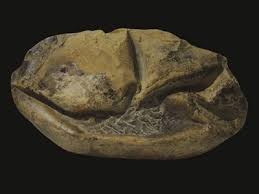 Jonathan atteberry when it comes to fossils, specimens like sue the tyrannosaurus rex grab much. Hard Evidence From Soft Fossil Eggs
