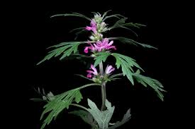 Image result for Leonurus japonicus