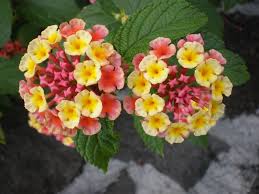 Image result for Lantana tiliifolia