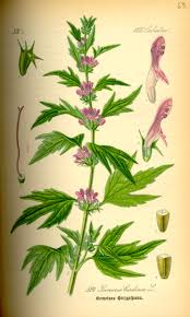 Talpa gastei este o planta care creste pe terenurile necultivate, numita in unele locuri si cione planta este indicata in astm, menopauza, depresie si tulburari digestive. Leonurus Cardiaca Wikipedia