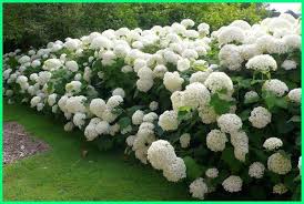 Begini 22+ tanaman bunga hias pendek yang wajib disimak!.karena ada jenis bunga hias yang berbunga cepat namun waktu hidupnya pendek. 12 Jenis Tanaman Pagar Yang Indah Dan Sehat Dunia Fauna Hewan Binatang Tumbuhan Dunia Fauna Hewan Binatang Tumbuhan