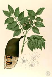 Image result for Xylia africana