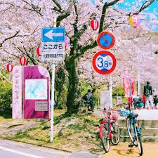 Masih banyak destinasi wisata bunga sakura lain yang bisa kamu kunjungi selain di jepang. Mancanegara Page 3 Of 6