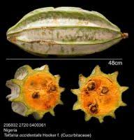 Image result for Stangeriaceae