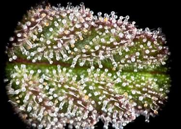 Macro view of resinous Space Cake trichome density, AI generated
