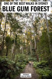 If You Re Looking For A Short But Amazing Bushwalk In Sydney Your Number One Choice Should Be The Blue Gum Wal Oceania Travel Australia Travel Paradise Travel