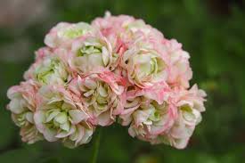 Image result for Pelargonium apetalum