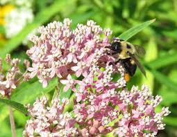We did not find results for: Free Milkweed Plants For Schools And Non Profits Butterfly Gardening