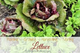 Known in the industry as cut and. How To Grow Lettuce In Any Climate Schneiderpeeps