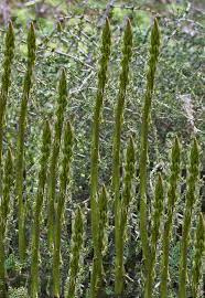 Fiori bianchi orto spontanee / piante spontanee del mediterraneo due lamiacee il the siciliano e il camedrio femmina giardinaggio piante e fiori : Erbe Spontanee Commestibili Erbe Erbe Curative Piante Commestibili