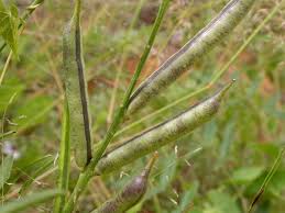 Image result for Cyamopsis