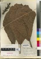 Image result for Uapaca guineensis