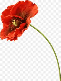 This strong plant delivery exemplifies and emits strength to your loved one during a time when they need it most. Drawing Of Family Poppy Common Poppy Flower Plant Stem Plants Remembrance Poppy Petal Poppy Common Poppy Flower Png Pngwing