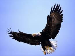 Eagle Wallpapers Download Eagle Hd Wallpapers For Free Guoguiyan 1600 1200 Eagle Wallpapers Free Download 64 Eagle Images Bald Eagle Pictures Eagle Pictures