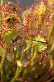 Image result for Droseraceae