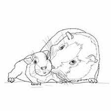 Sie finden bei uns viele kostenlose ausmalbilder mit kindgerecht gestalteten motiven für jungen und mädchen. 26 Meerschweinchen Ideen Meerschweinchen Niedliche Meerschweinchen Meerschweinchen Futter