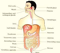 Digestion And Absorption Class 11 Notes Biology Mycbseguide Cbse Papers Ncert Solutions