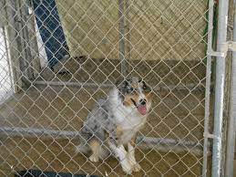 Adopt Pepper Urgent On Petfinder Dog Pounds Pets Dog Adoption