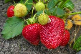 Watch the diy video below to see how i do it A Guide To Growing Strawberries Happy Diy Home