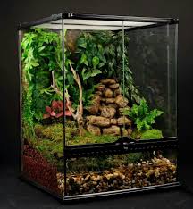 Perfect Tree Dart Frog Set Up Frog Terrarium Tree Frog Terrarium Whites Tree Frog