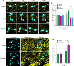 The cell nucleus is a large organelle in eukaryotic organisms which protects the majority of the dna within each cell. Stromule Extension Along Microtubules Coordinated With Actin Mediated Anchoring Guides Perinuclear Chloroplast Movement During Innate Immunity Elife