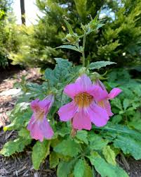 Image result for Tristachya rehmannii