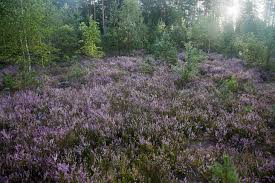 Стебли сильно ветвятся и достигают метровой длины. Veresk Poslednyaya Sladost Sezona