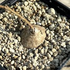 Image result for Raphionacme madiensis