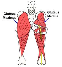There are varying degrees of hip muscle. Hip Abductors The Muscles That Stabilize Your Walk Nose Creek Physiotherapy Calgary