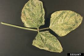 The viruses affecting beans in alabama fit into a group known as the mosaic viruses. Bean Common Mosaic Virus Bcmv On Bean Phaseolus Spp 5331067