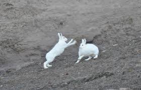 Arctic hares eat mainly woody plants but also dine on buds, berries, leaves and grasses. Arctic Hare Facts Pictures More About Arctic Hare