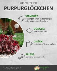 Purpurglockchen Pflege Standort Giessen Dungen So Geht S In 2020 Unkraut Im Garten Purpurglockchen Bepflanzung