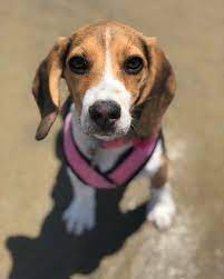Hi My Name Is Kimber And Im A 4 Month Old Beagle Ill Be 5 Months In 2 Days Im The Newest Addition To My Family And Im Loving My Beagle Puppy Puppies Beagle