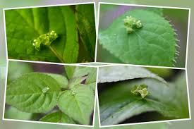 ハナイカダ 花筏 の春から秋 癒し憩い画像データベース テーマ別おすすめ画像