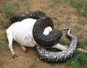 Python In Swahili English Swahili Dictionary Glosbe