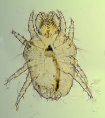 Image result for what do Cheyletiella look like in dog fur