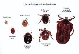 Check spelling or type a new query. Lyme Disease And 4 Emerging Tick Borne Illnesses