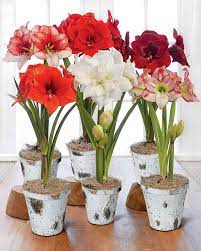 Potted Amaryllis For Sale 4 Varieties In Birch Pots Gardeners Com Amaryllis Bulbs Amaryllis Flowers Red Amaryllis