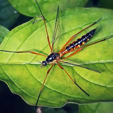 Image result for Rinorea ferruginea