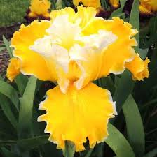 Pin Von Lilia Schesler Auf Iris Blumen Pflanzen Schwertlilie Blumen Bluten