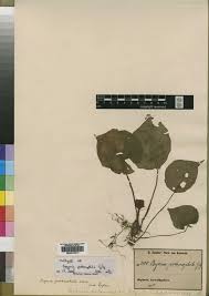 Image result for Begonia potamophila