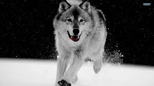 Wolf wallpapers ,wolves fantasy wallpaper download apk free. Computer Wolf Wallpapers Top Free Computer Wolf Backgrounds Wallpaperaccess