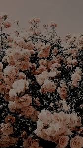 We did not find results for: Cute Iphone Wallpaper Iphone Wallpaper Iphone Wallpaper Vintage Flower Wallpaper