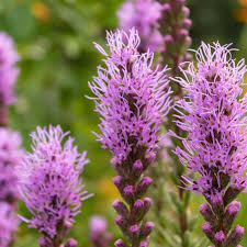 Image result for Tetragonia spicata